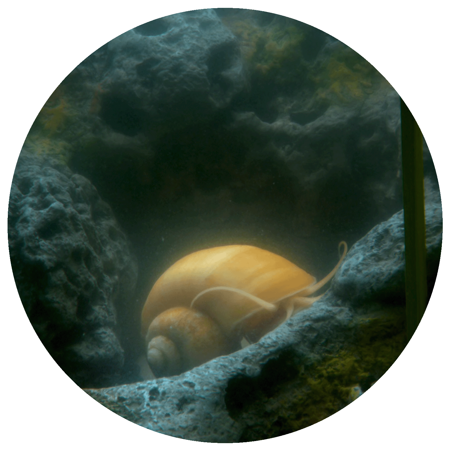 Golden Snail